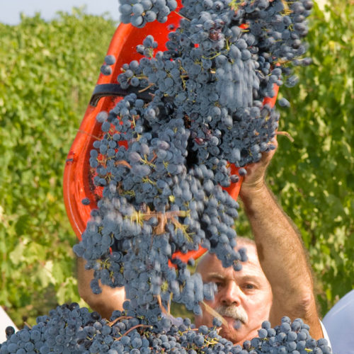 la vendemmia